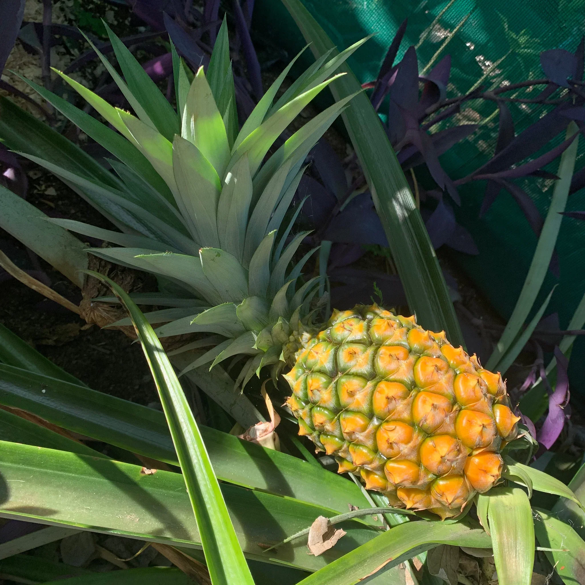 Subtropical Fruit Trees